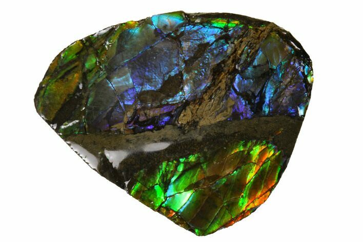 Iridescent Ammolite (Fossil Ammonite Shell) - Alberta, Canada #156756